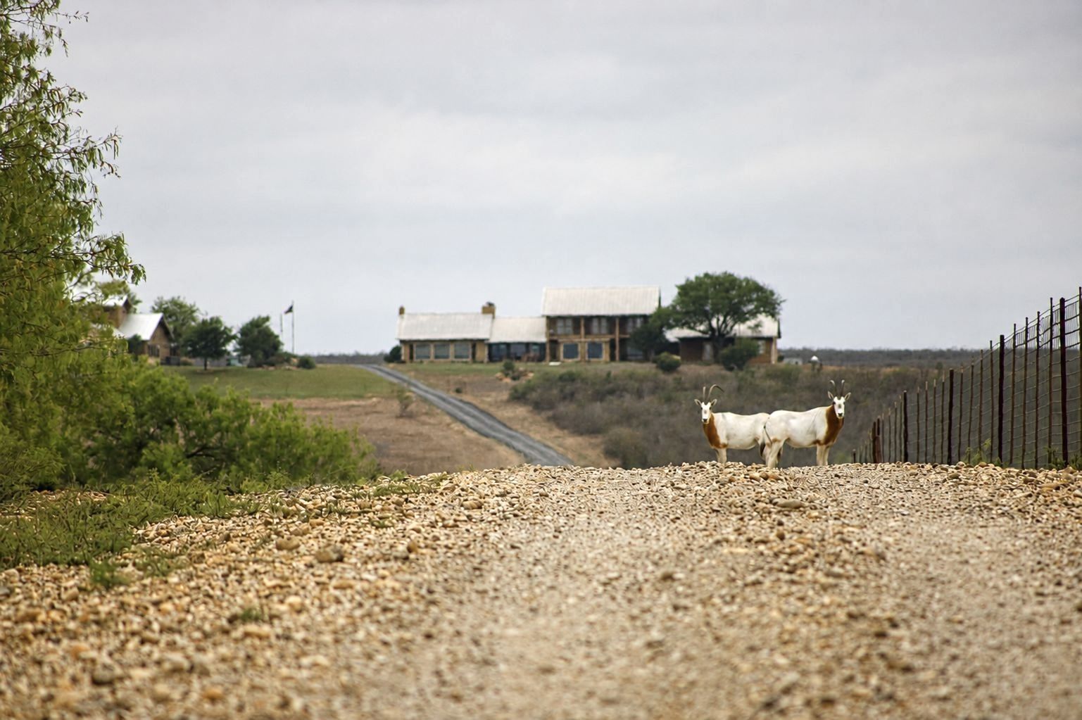 Ranch driveway
