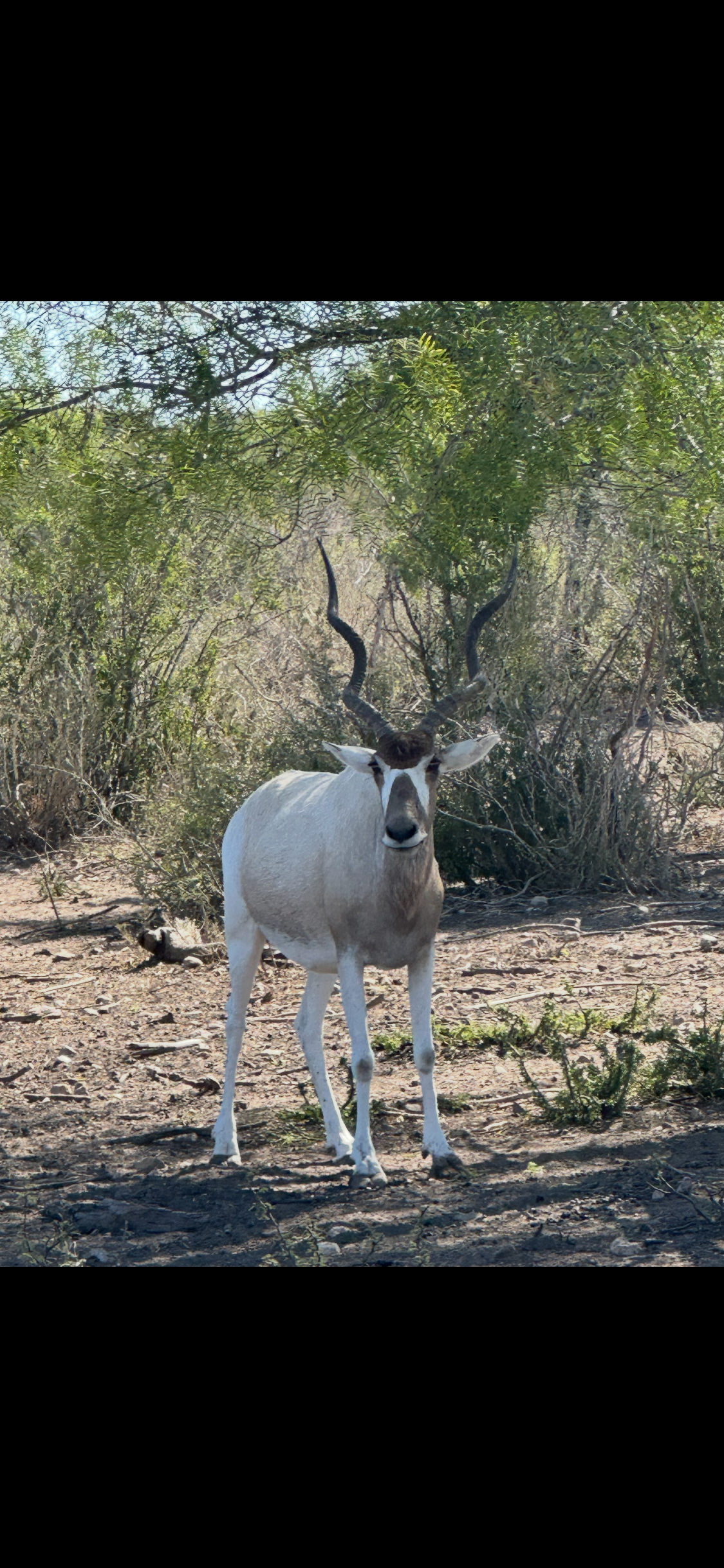 Addax