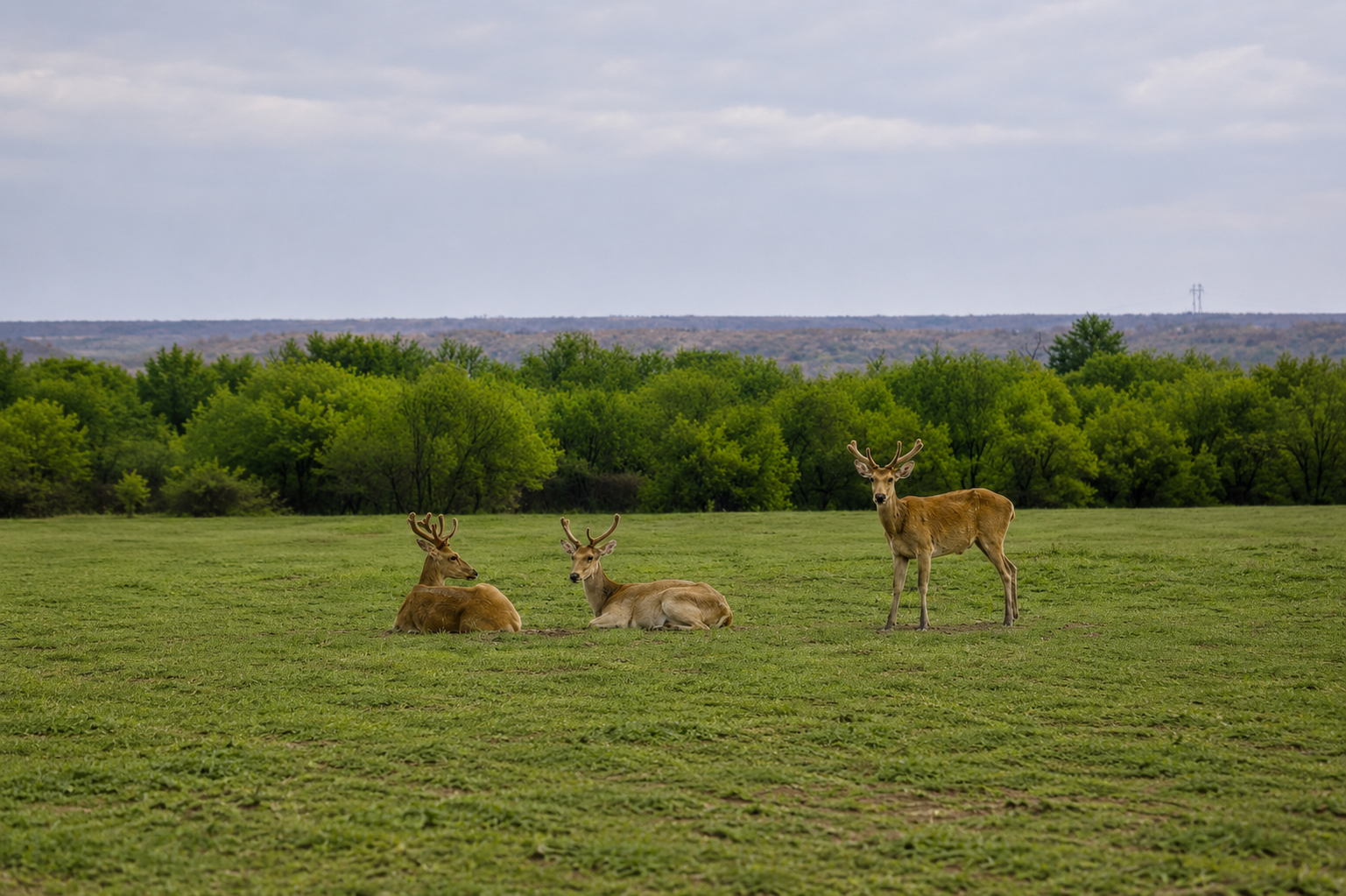 Barasingha