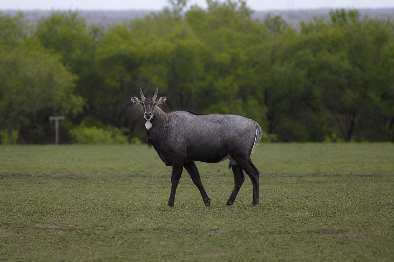 Nilgai Blue Bull hunting South Texas