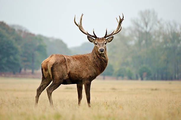 Red Stag hunting Texas exotic game ranch