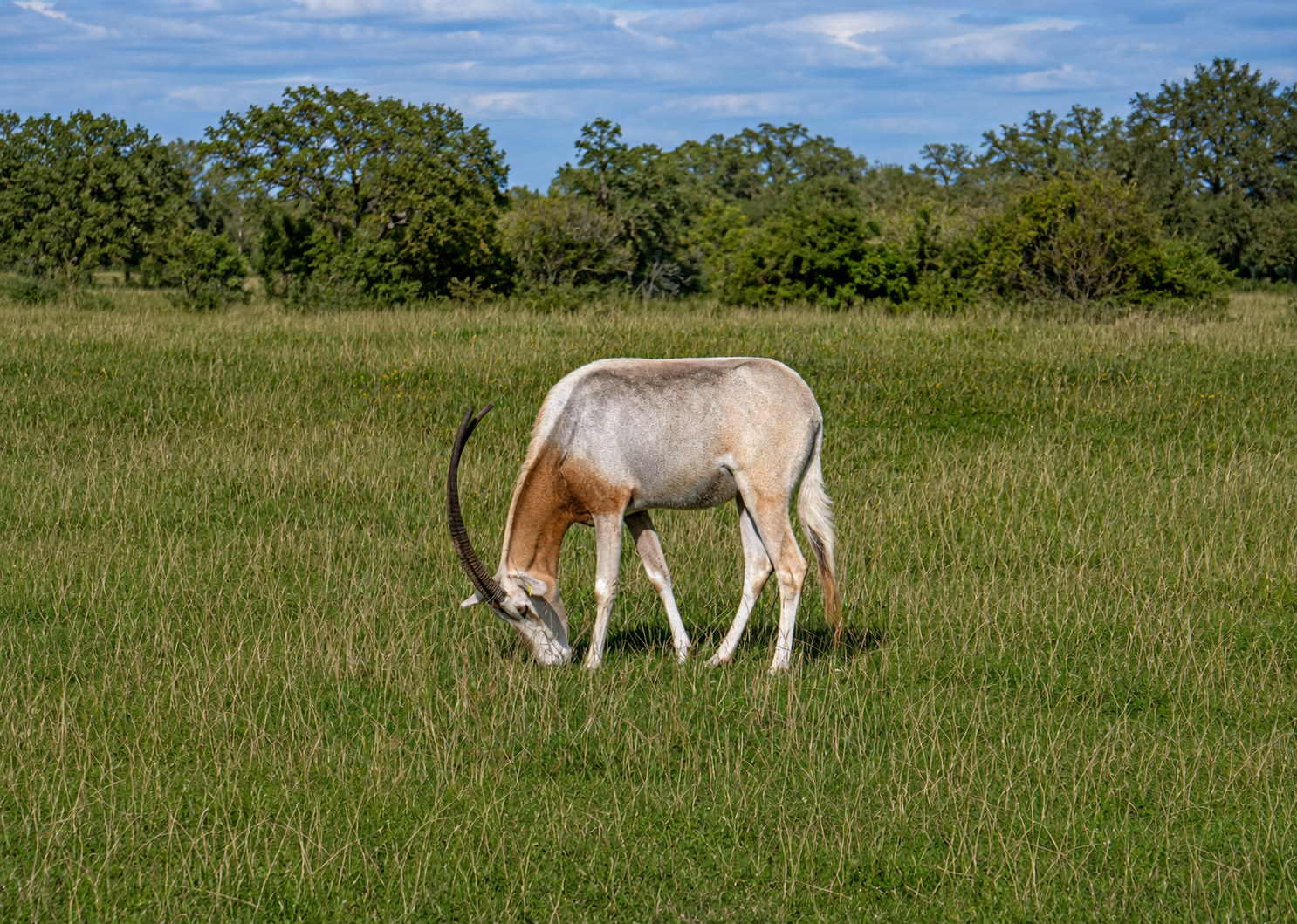 Scimitar Horned Oryx