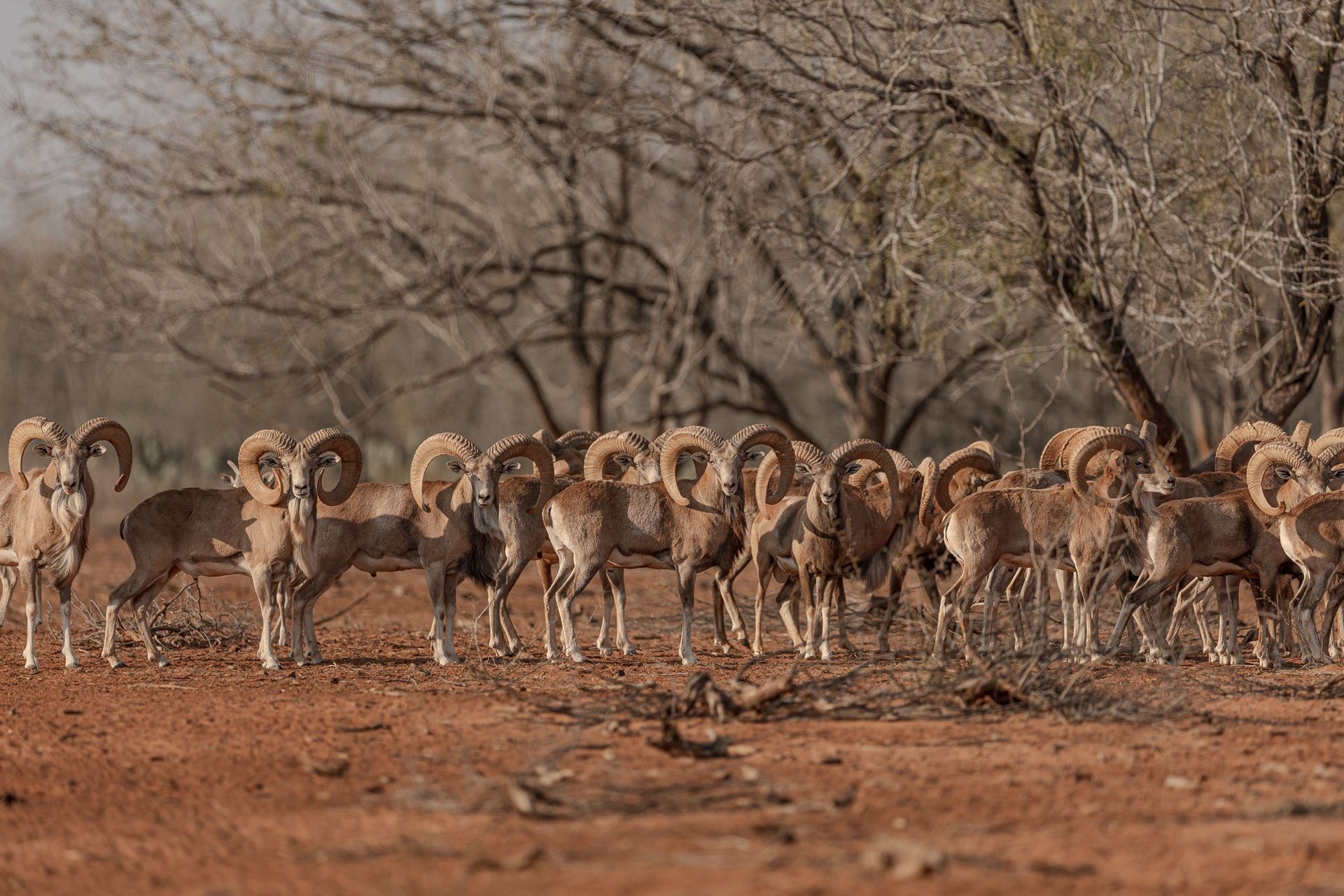 Transcaspian Urial