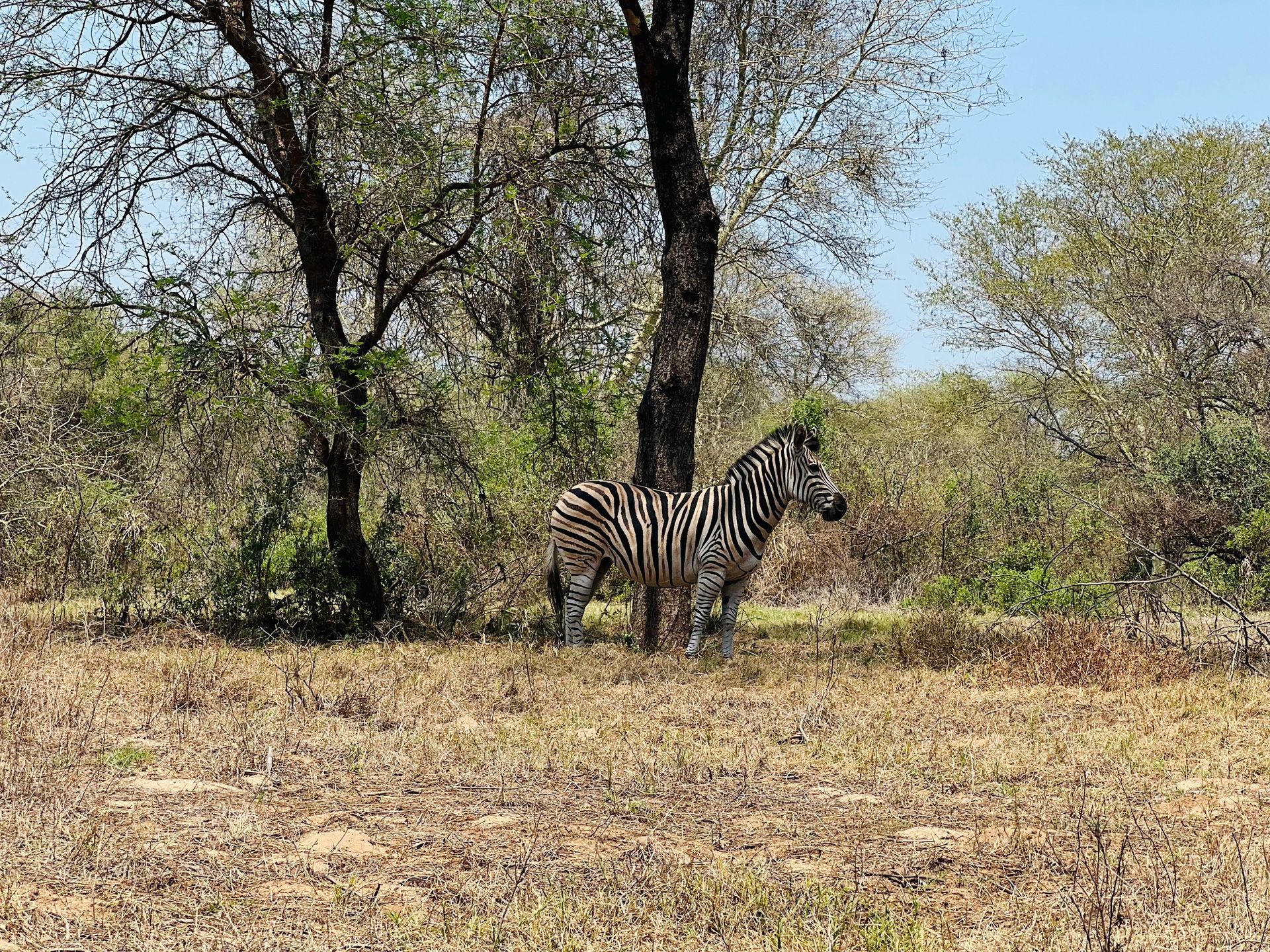 Zebra hunting exotic ranch South Texas