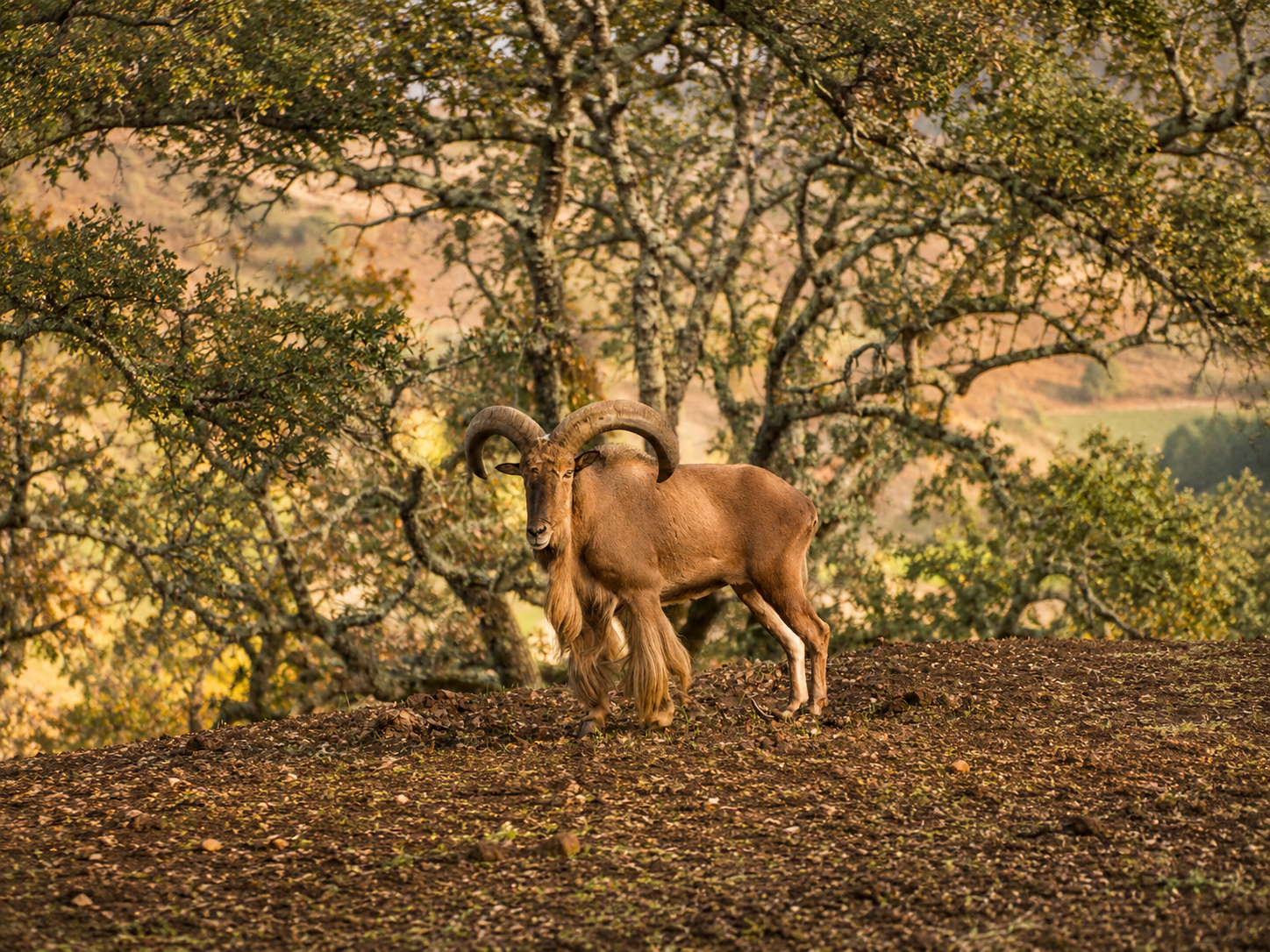 Aoudad Barbary Sheep hunting South Texas