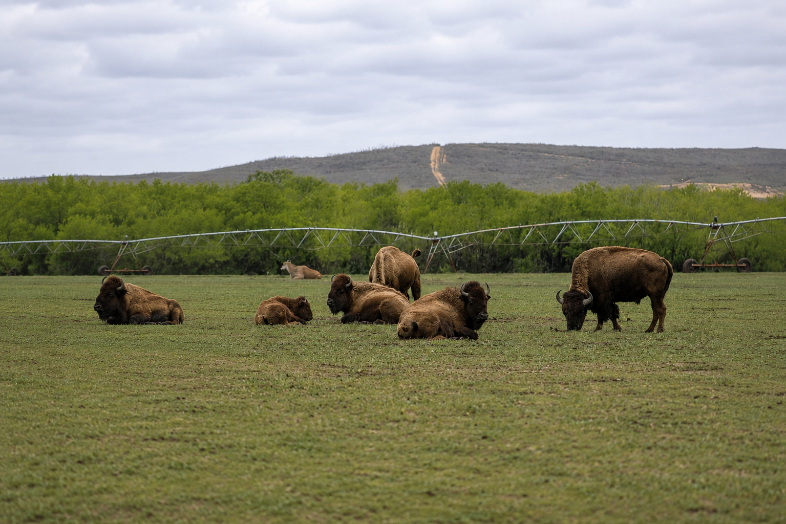 Buffalo