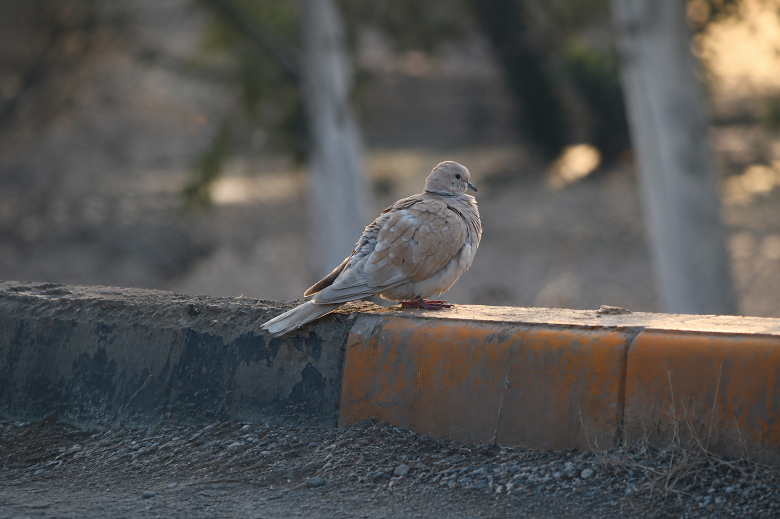 Dove hunting Pearsall South Texas