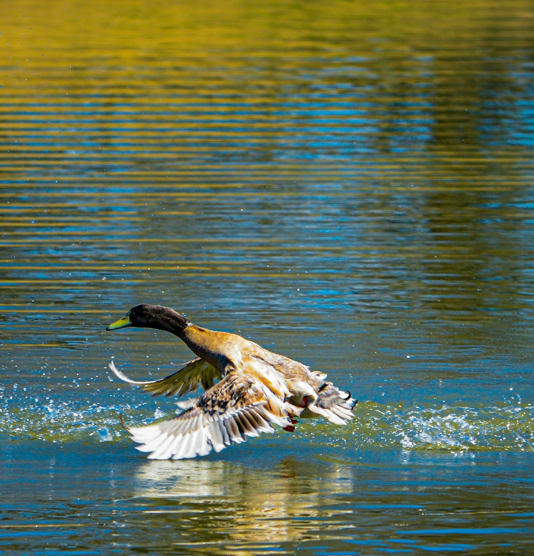 Duck hunting South Texas McGrath Ranch