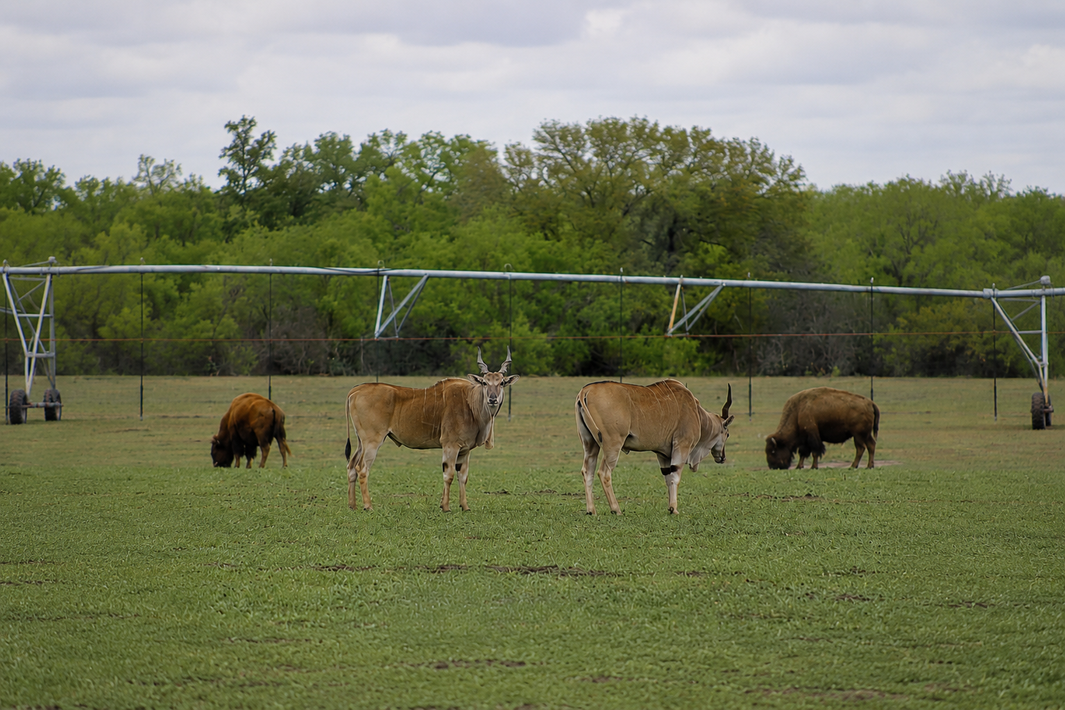 Eland