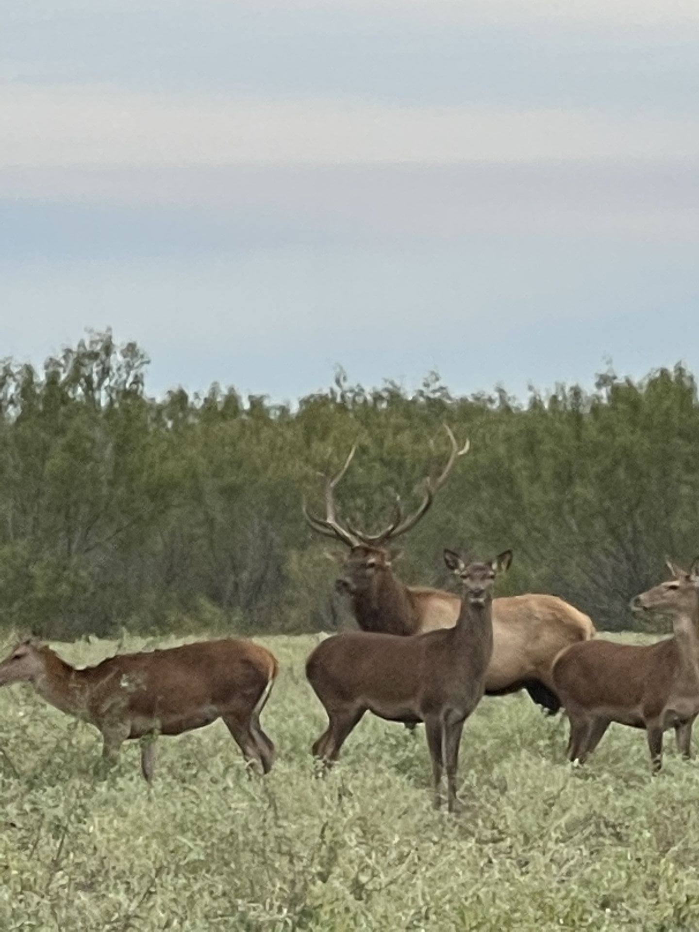 Elk
