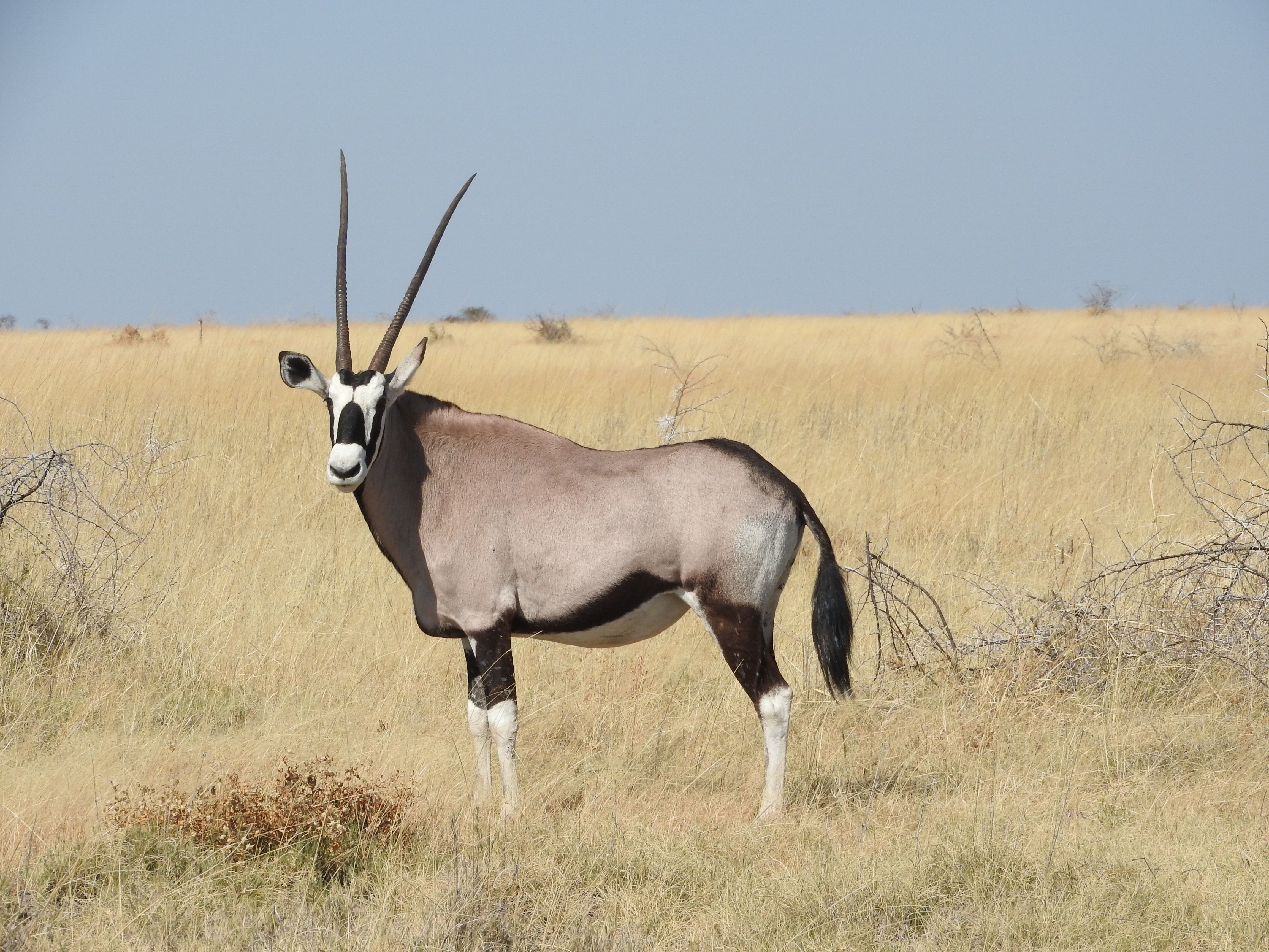 Gemsbok