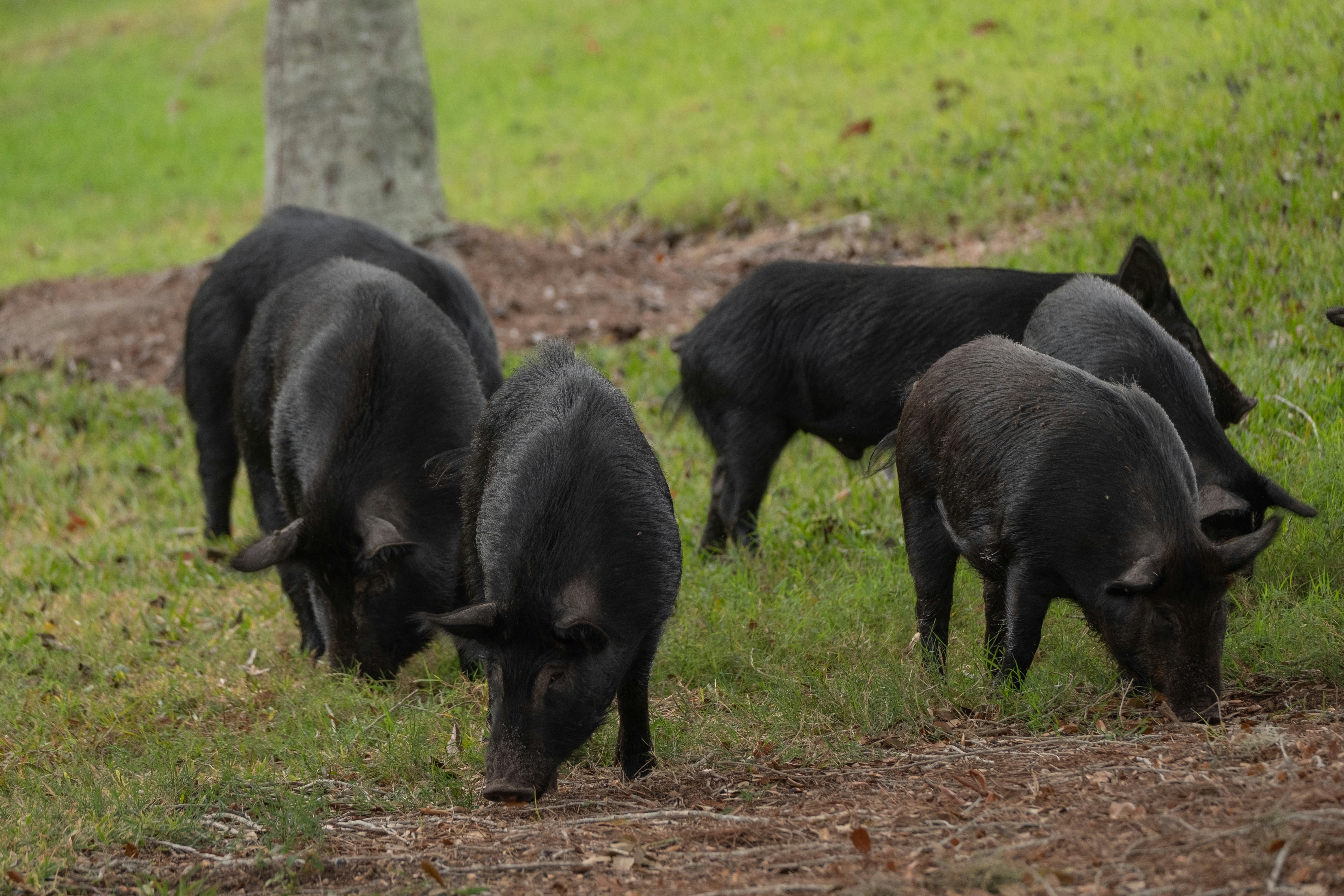 Hogs