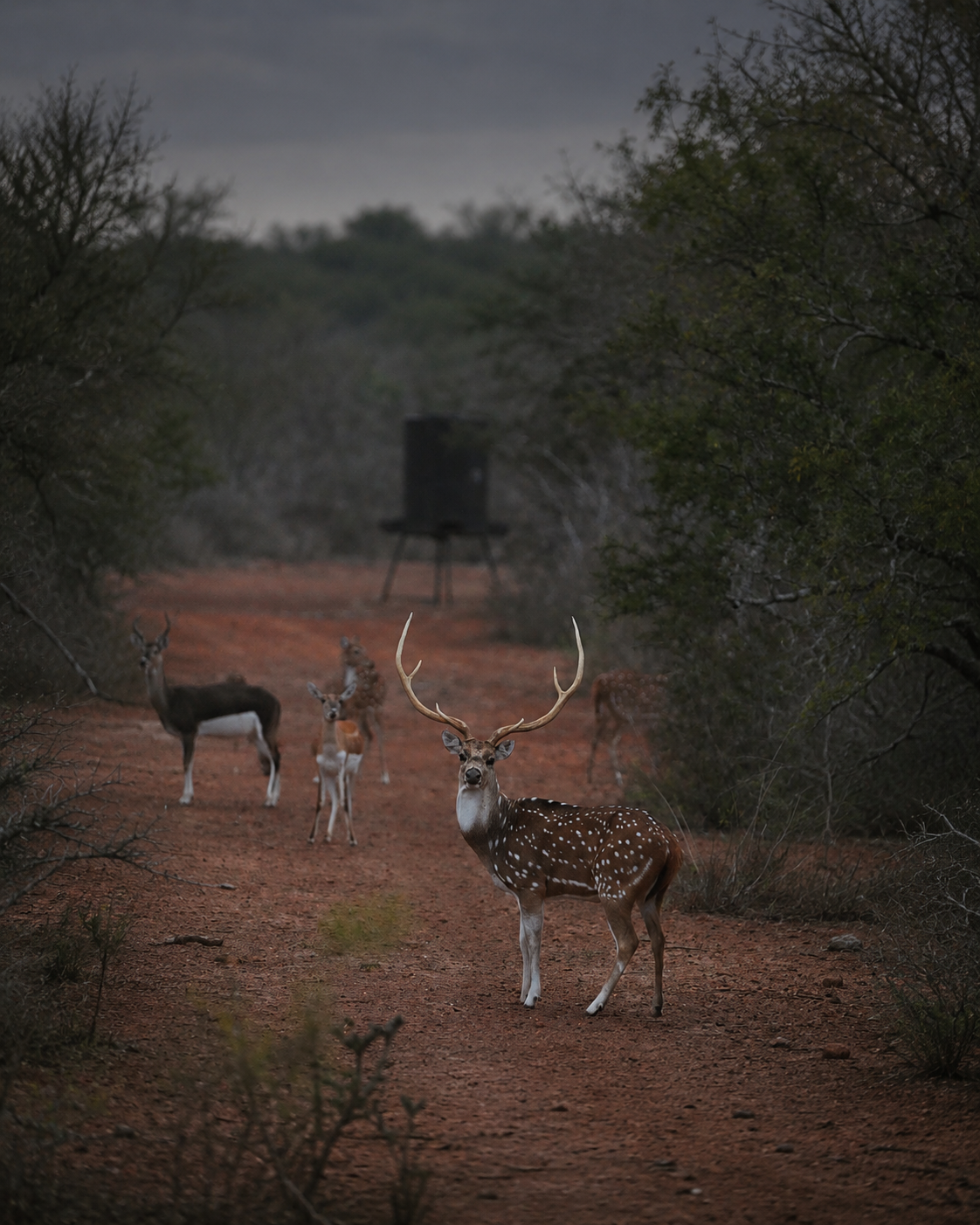 Axis Deer hunting Texas exotic ranch