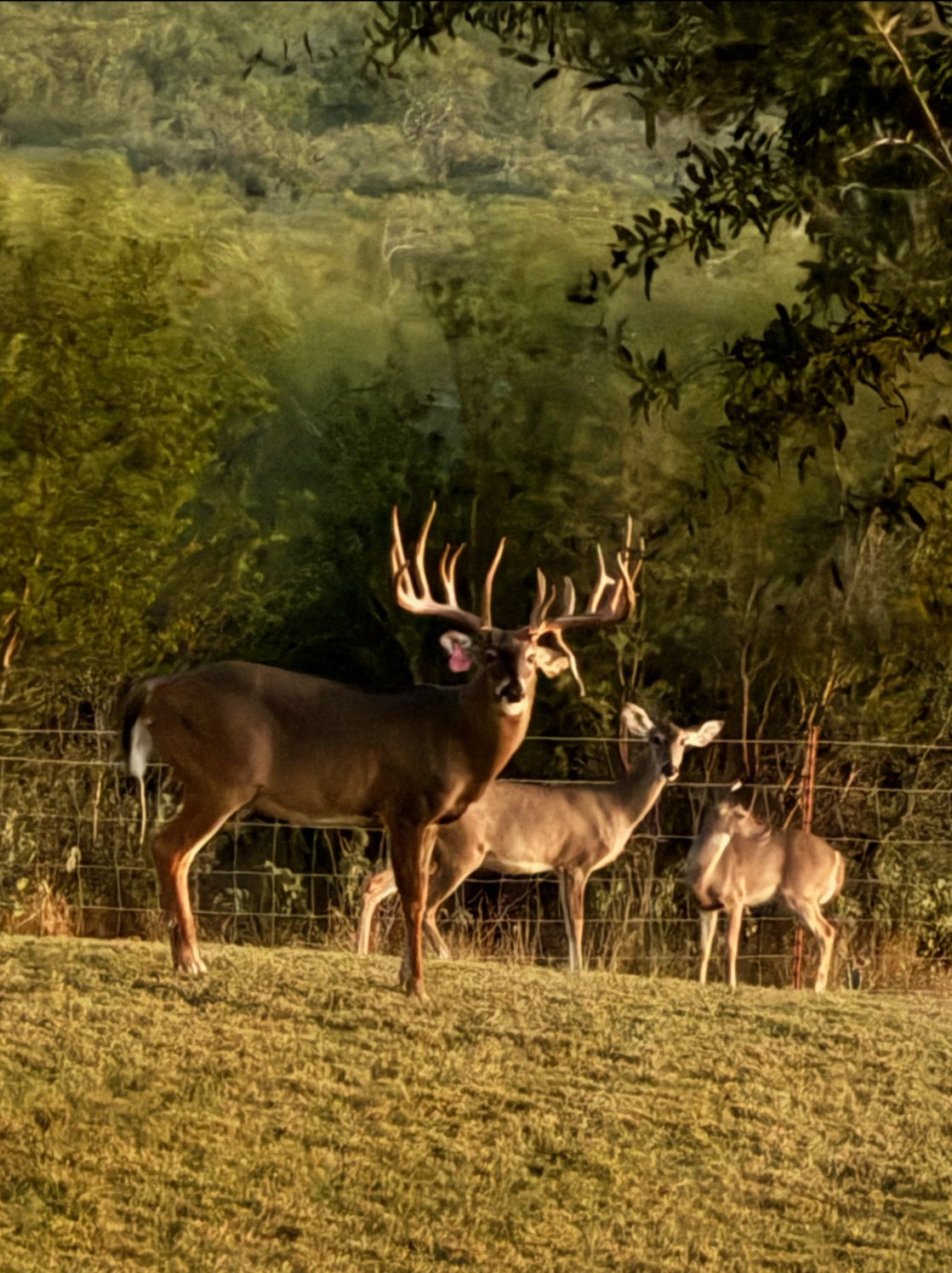 South Texas Whitetail Deer Hunting