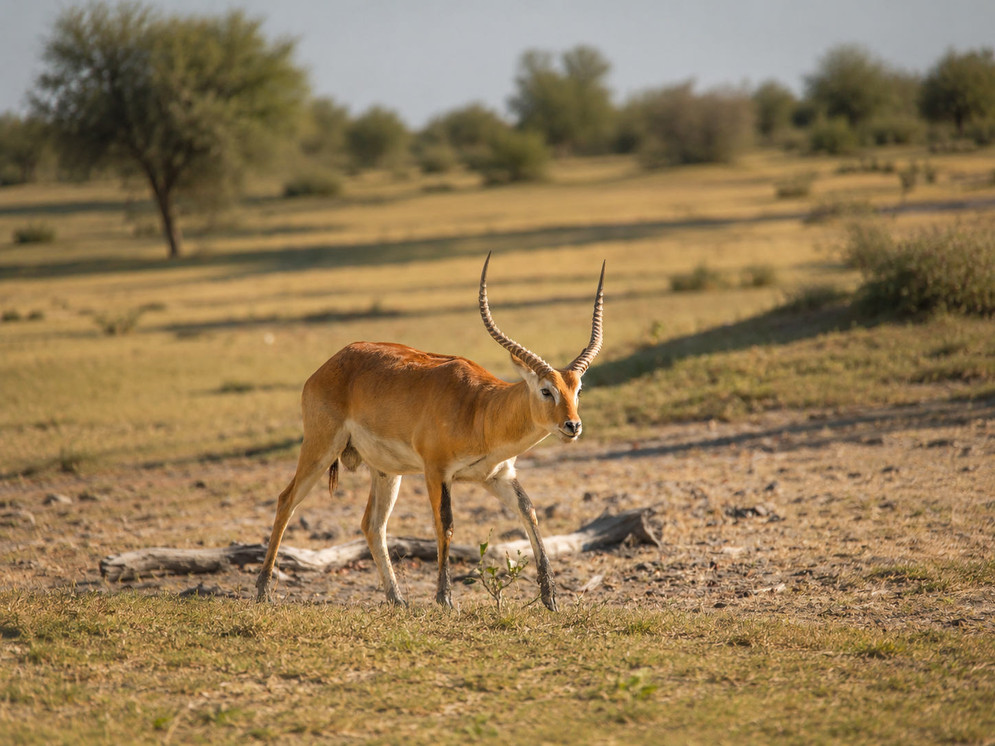 Red Lechwe Bull