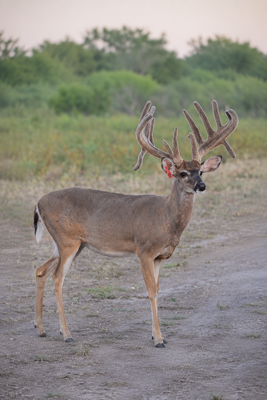 Trophy Whitetail Deer hunting South Texas Frio County