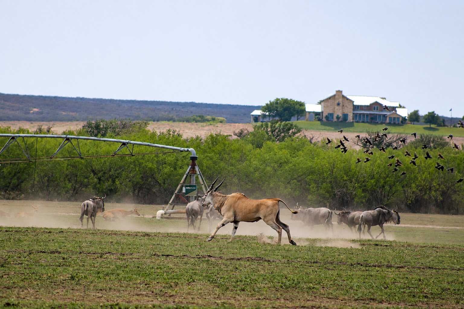 Exotic Game Hunts