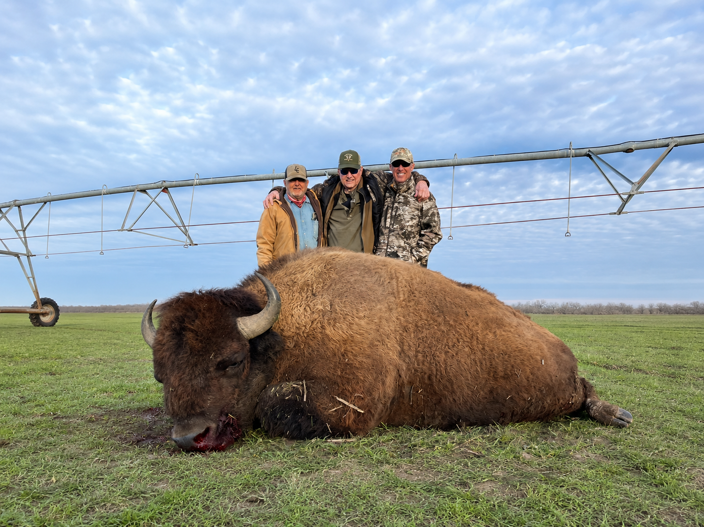 Buffalo